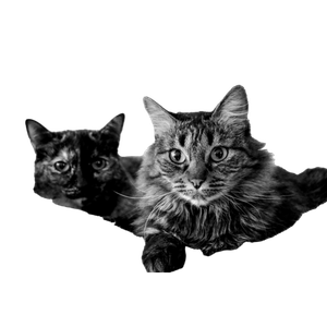 Two Cats, A Tabby And Tortoiseshell, Comfortably Lying In A Fluffy Bed. Perfect For Pet Themed Projects. 16790 - Cat PNG image with transparent background